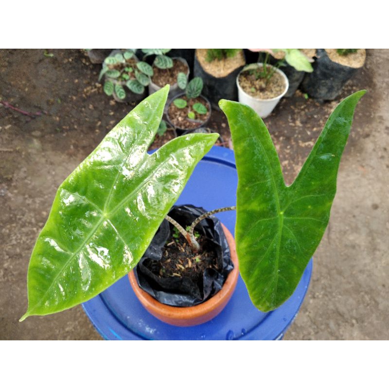 Alokasia Zebrina sp Kalimantan (anakan)