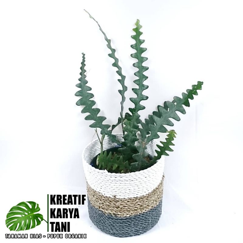 Tanaman Hias Wijaya Kusuma Keris - Wijaya Keris - Bunga Wijaya Kusuma