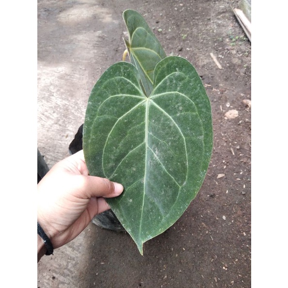 anthurium magnificum norte