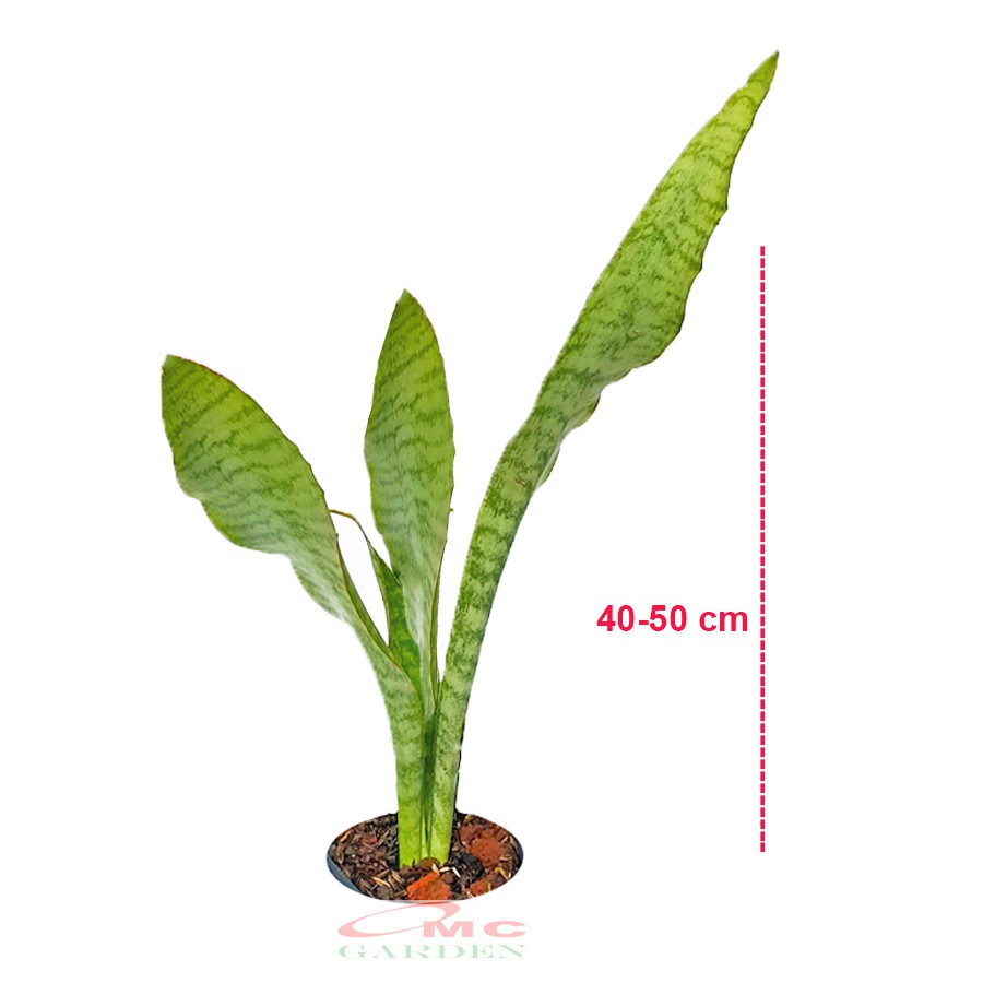 Lidah Mertua Sansevieria Sansivera Sansiviera Sensiviera Trifasciata Futura Robusta Hijau LM-H-4050