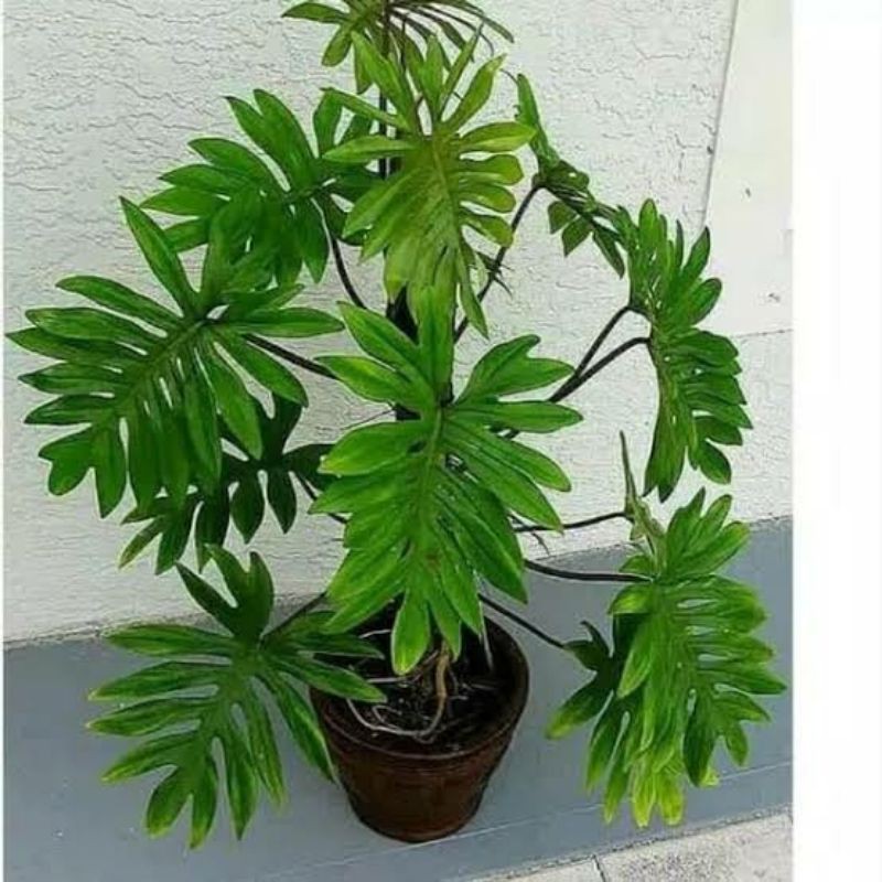 Tanaman hias philodendron mayoi care-philodendron mayoi