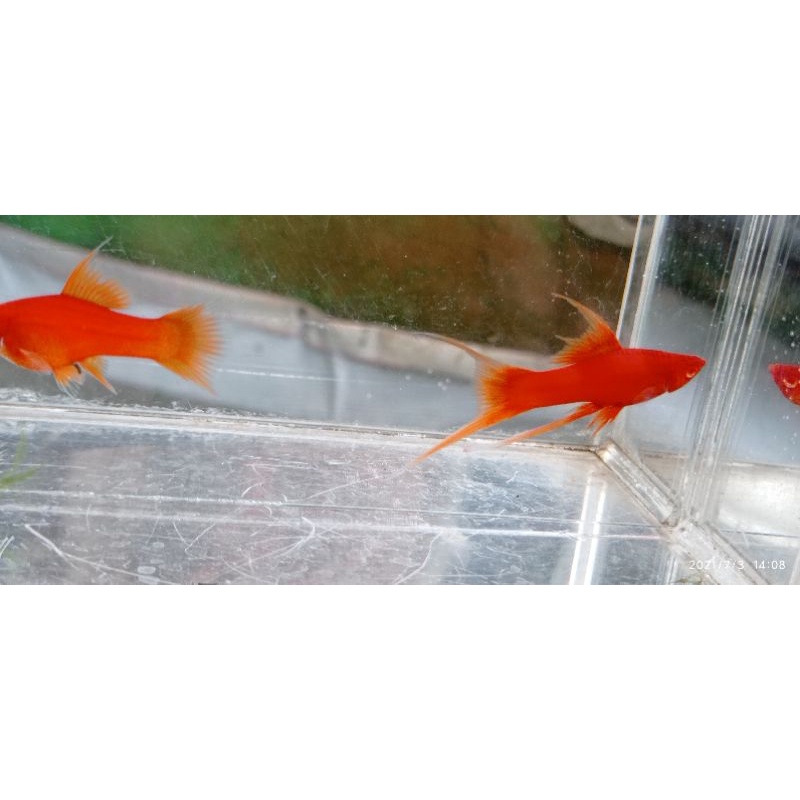 bloodred lyretail/ cawang