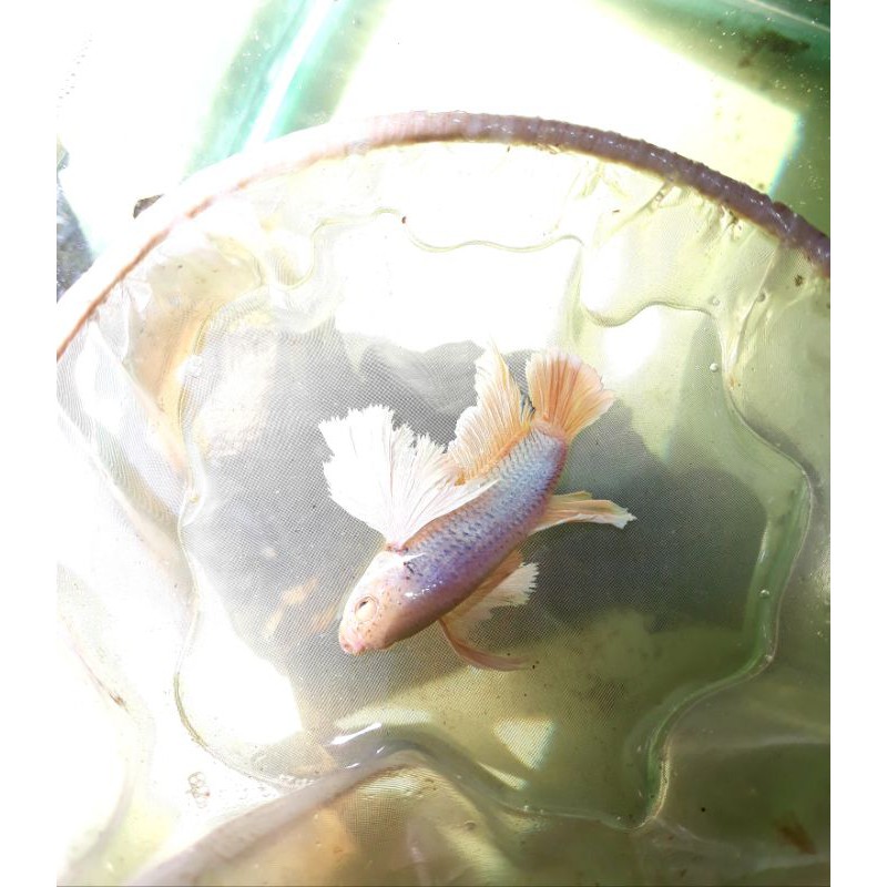 ikan cupang / dumbo ear / soft gold / super dumbo / cupang hias