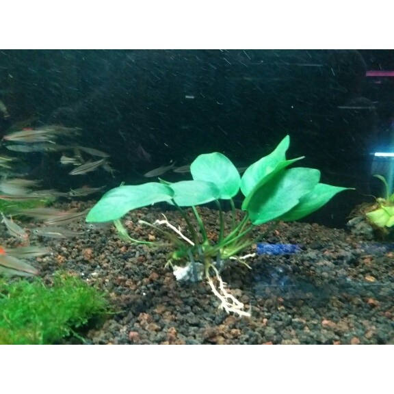 Tanaman Aquascape " Anubias Nana M "