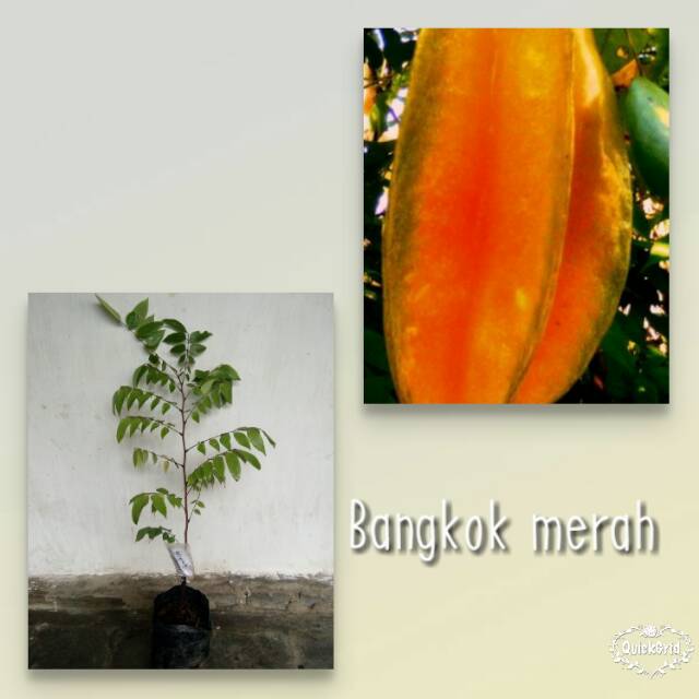 Bibit Belimbing bangkok