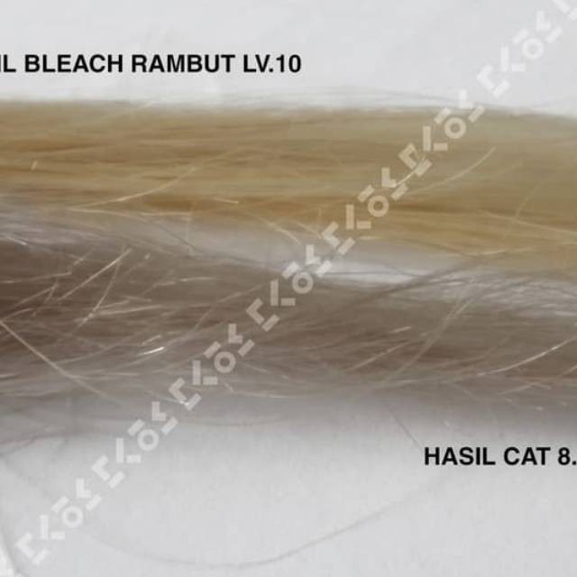 TANI &amp; GUY 8.11 INTENSE LIGHT ASH BLONDE brown cat rambut import