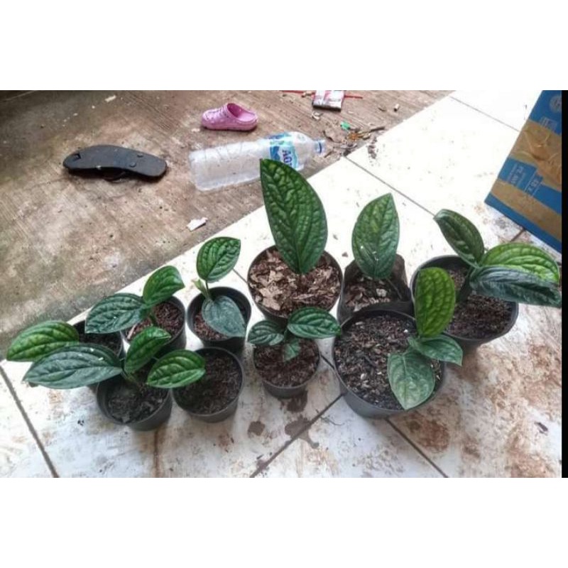 tanaman hias sirih badak daun tebal