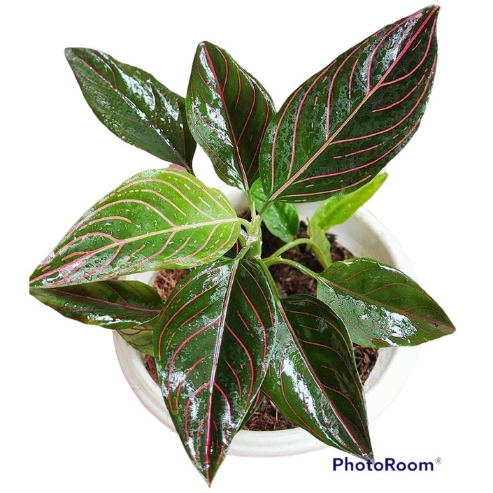 Tanaman hias aglonema rotundum - Aglonema Hidup - Bunga aglonema - tanaman hias hidup - bunga hias -