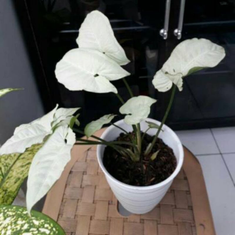 Tanaman hias Syingonium Putih - Syingonium putih