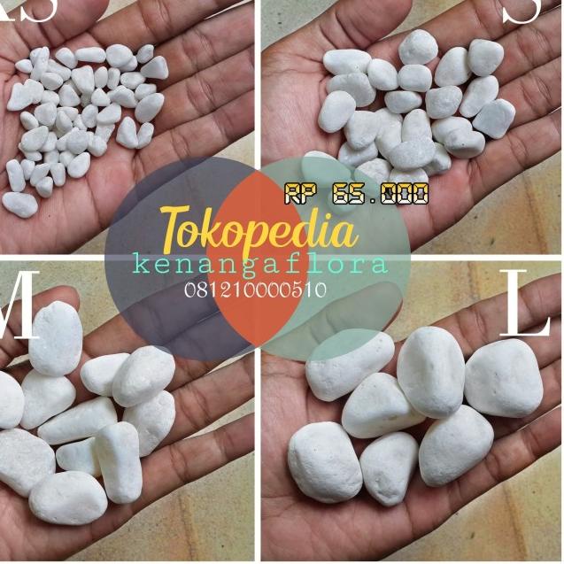 ➸ Batu Koral Putih Italy 10kg - XS ♧
