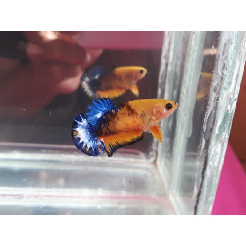 cupang female Yellow Hellboy Blue tail