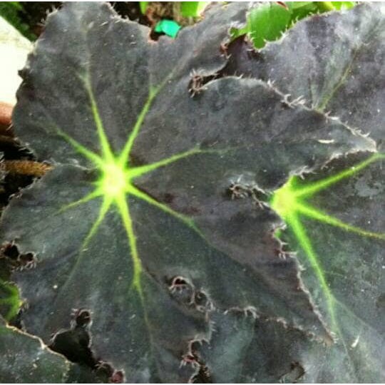 begonia black velvet