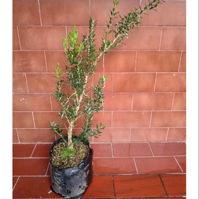 TANAMAN BAHAN BOSAI BIBIT BONSAY BOXUS BOKSUS