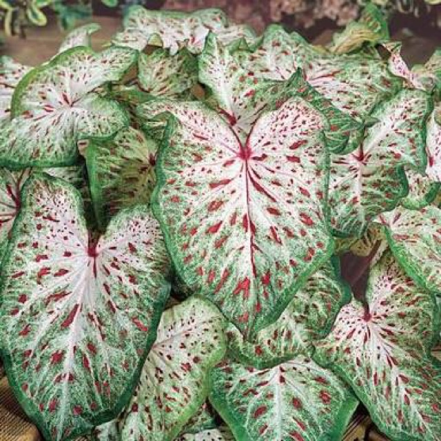TANAMAN HIAS CALADIUM GINGERLAND KELADI GINGERLAND