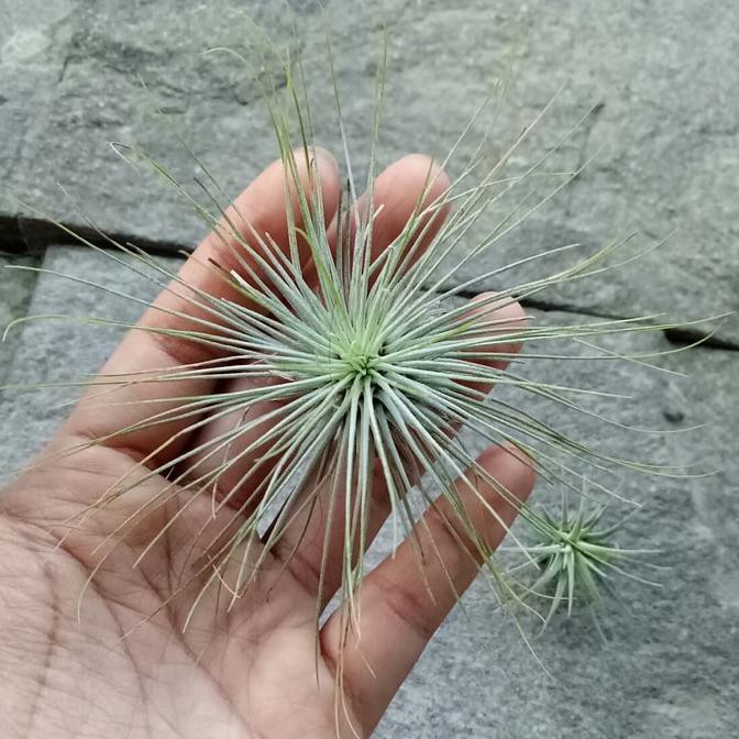 Tillandsia Paket 5