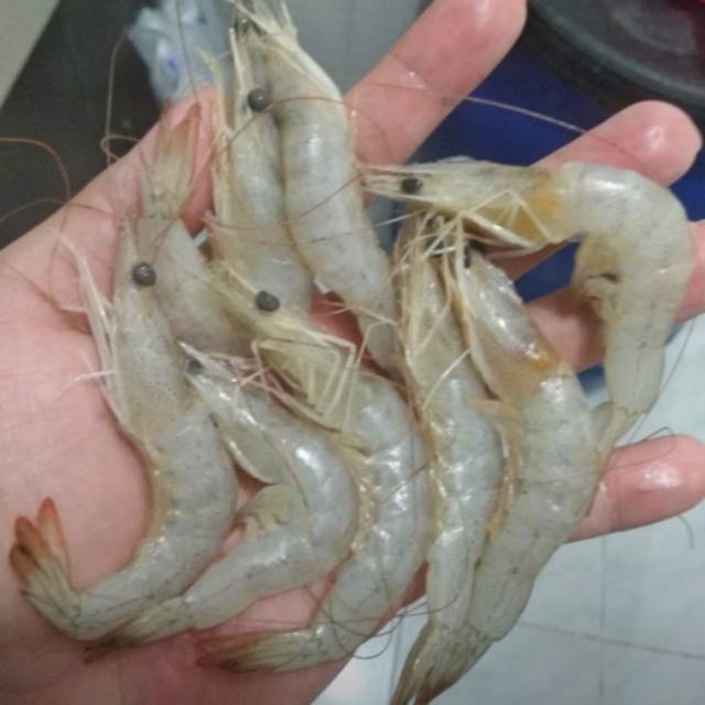 

UDANG WANGKANG PECI SEGAR