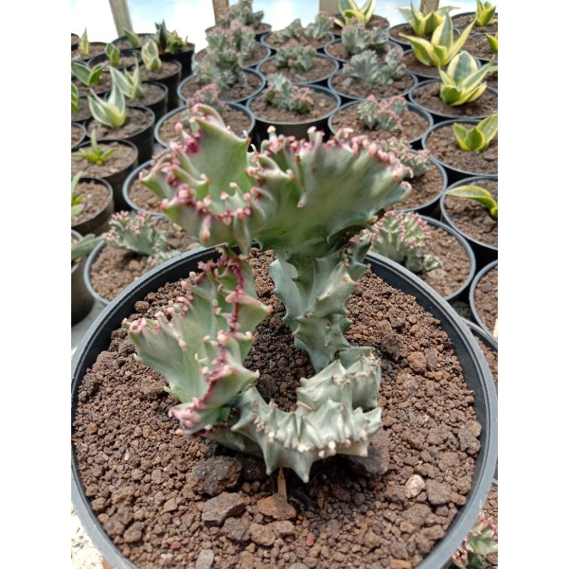 euphorbia lactea cristed