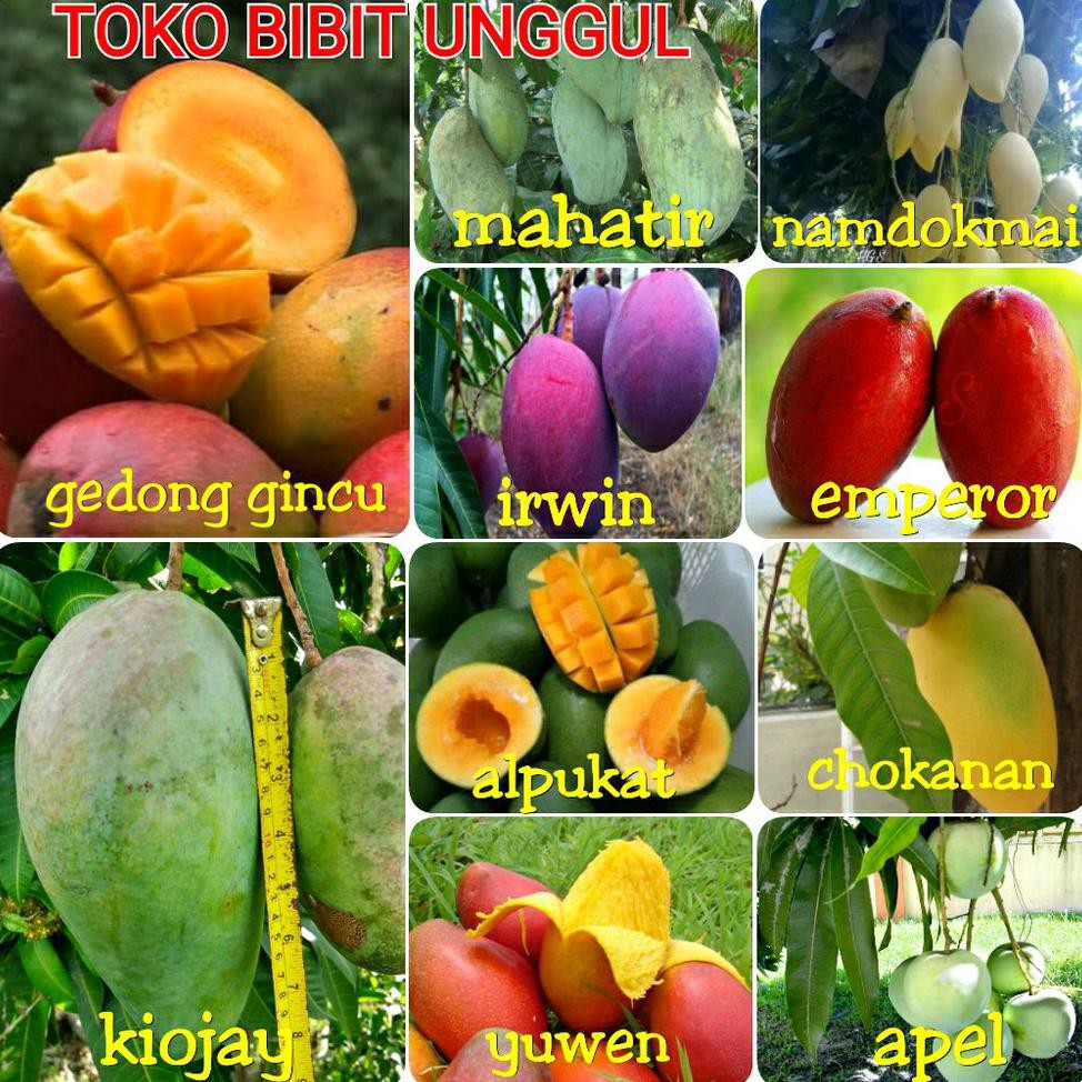 PROMO 4 BIBIT JENIS BUAH MANGGA BEBAS PILIH YUWEN-IRWIN-CHOKANAN-MAHATIR-EMPEROR-GEDONG GINCU-APEL-