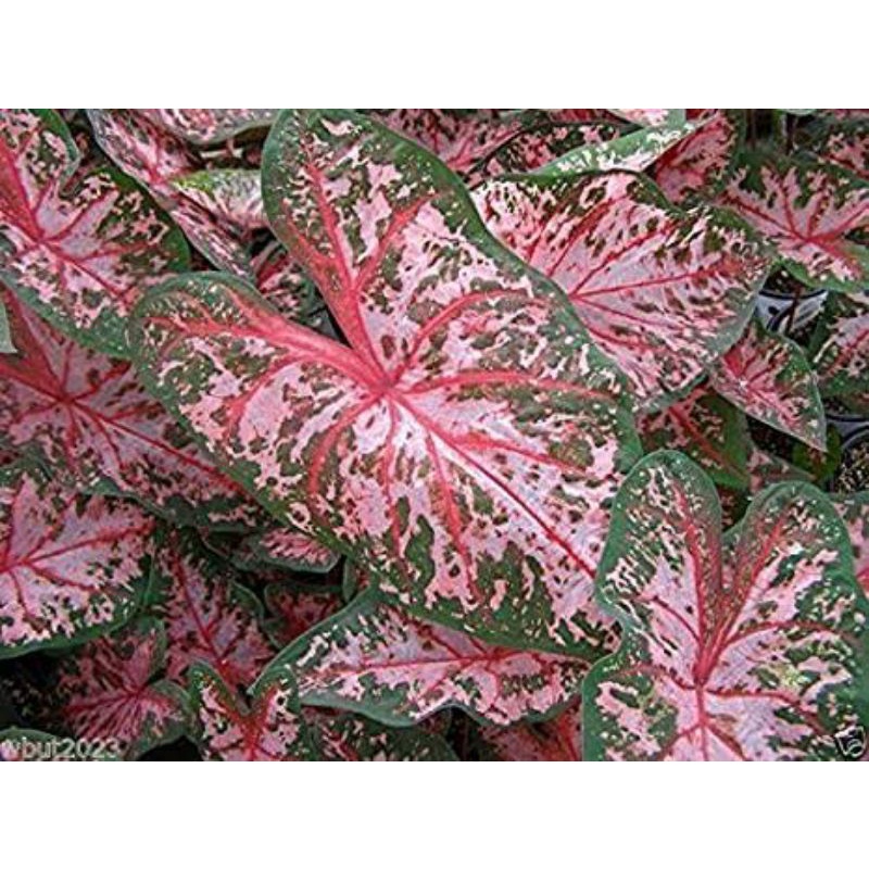 umbi caladium carolyn worton