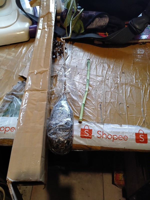 Tanaman Cincau Hijau Perdu/bibit Herbal Cincau Hijau Perdu