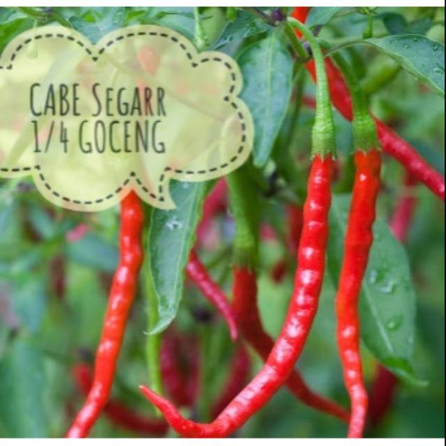 

CABE MERAH/ CABE KRITING/ CABE BESAR SEGAR