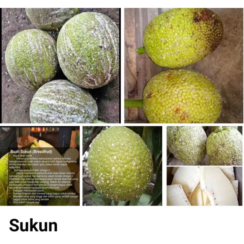 

satu buah sukun segar