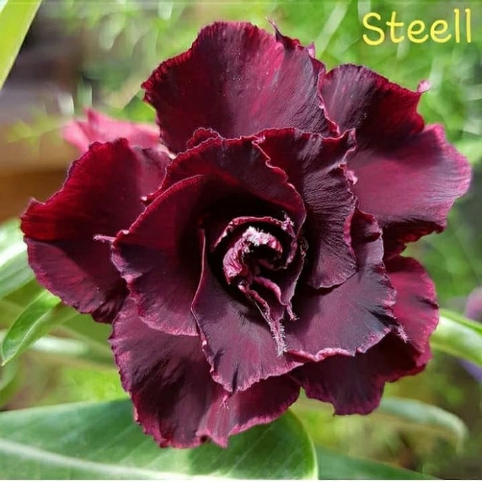 

promo Bibit bunga kamboja adenium stell murah