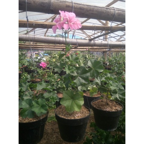 geranium gantung pink bibit tanaman hias bunga