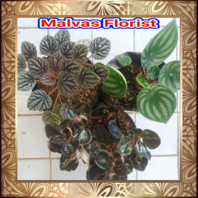 Tanaman hias - bibit bunga paket pepperomia