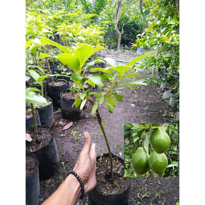 BIBIT ALPUKAT MENTEGA MIKI BATANG BESAR