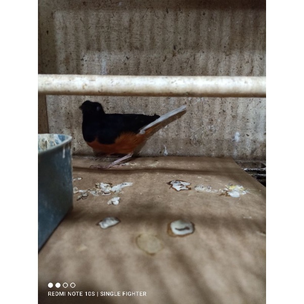 Burung murai batu jantan ekor bondol trah klewer