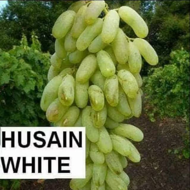 Bibit Anggur Import WHITE HUSAIN GRAFTING