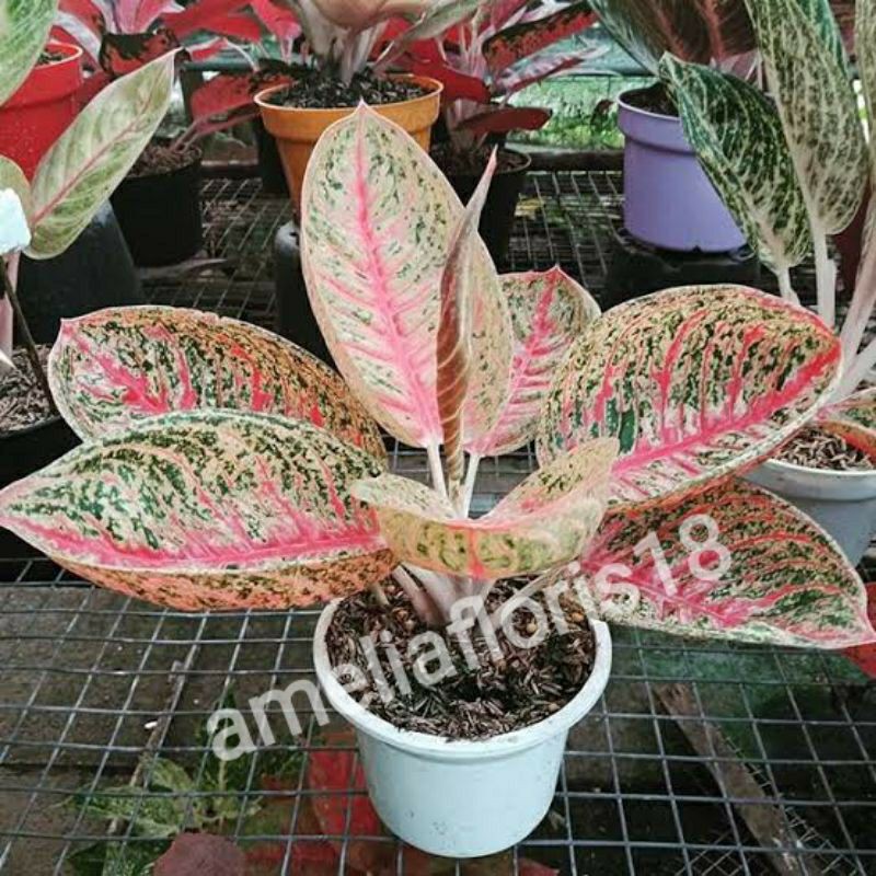 BUNGA AGLONEMA LEGACY MANGKOK