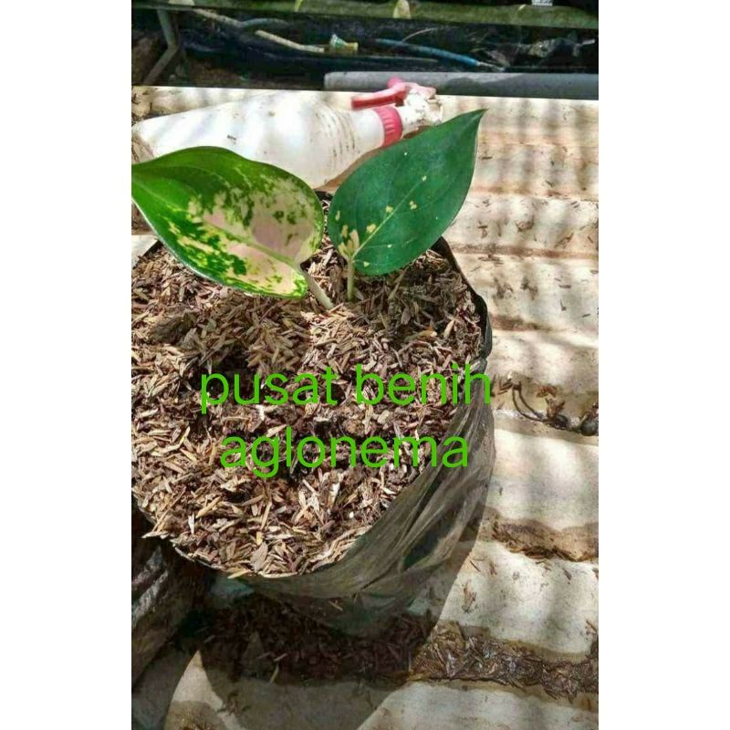 Anakan Aglonema Sultan Brunei