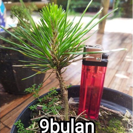 Pinus - japanese black pine - Mikawa