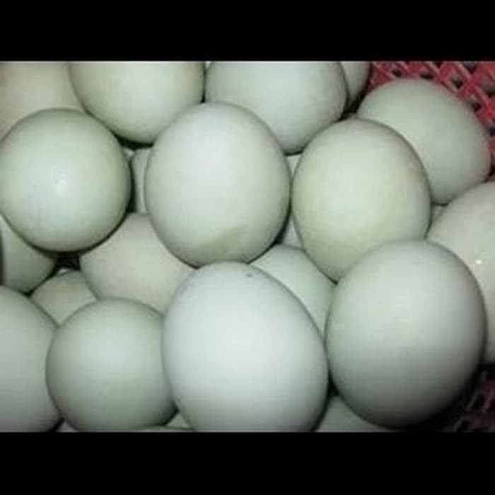Telur Bebek Ada Paceknya