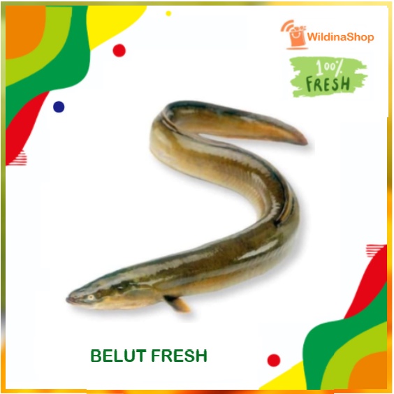 

Belut / Belut hidup [ 500 gr ]
