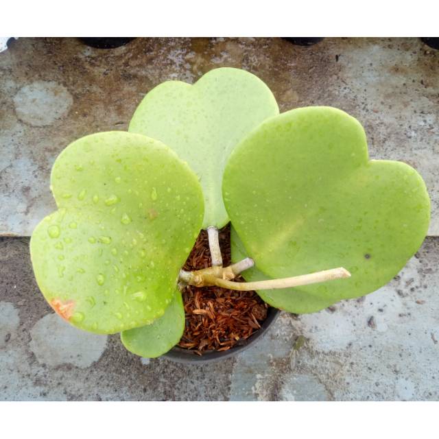 Hoya cluster