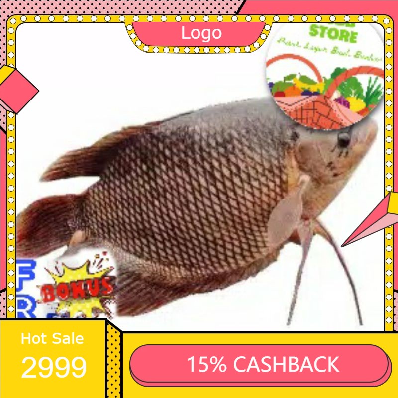 

RENGKEK SURABAYA - Ikan Gurami Segar