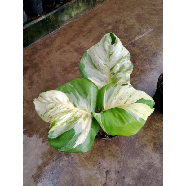 DAUN BESAR SIRIH GADING MANJULA