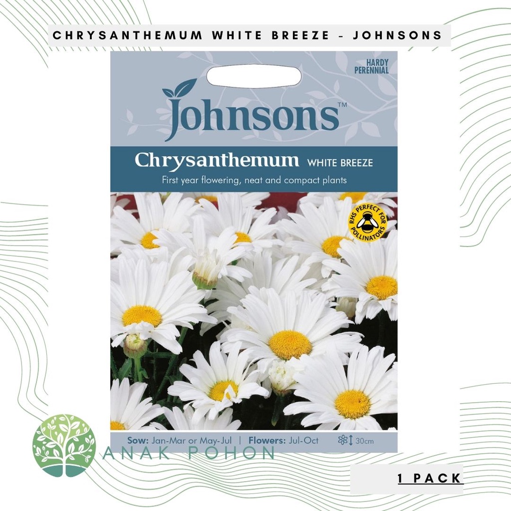 (1 PACK) Benih Chrysanthemum White Breeze Seeds - Johnsons - 500 Biji