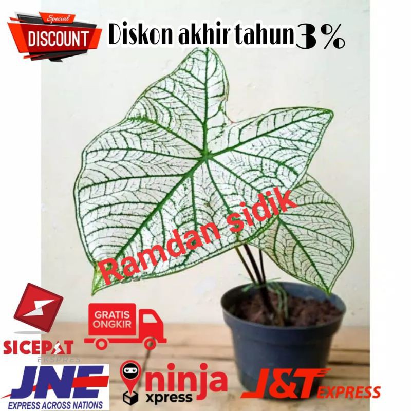 caladium white (besar )sama umbinya( KELADI putih)