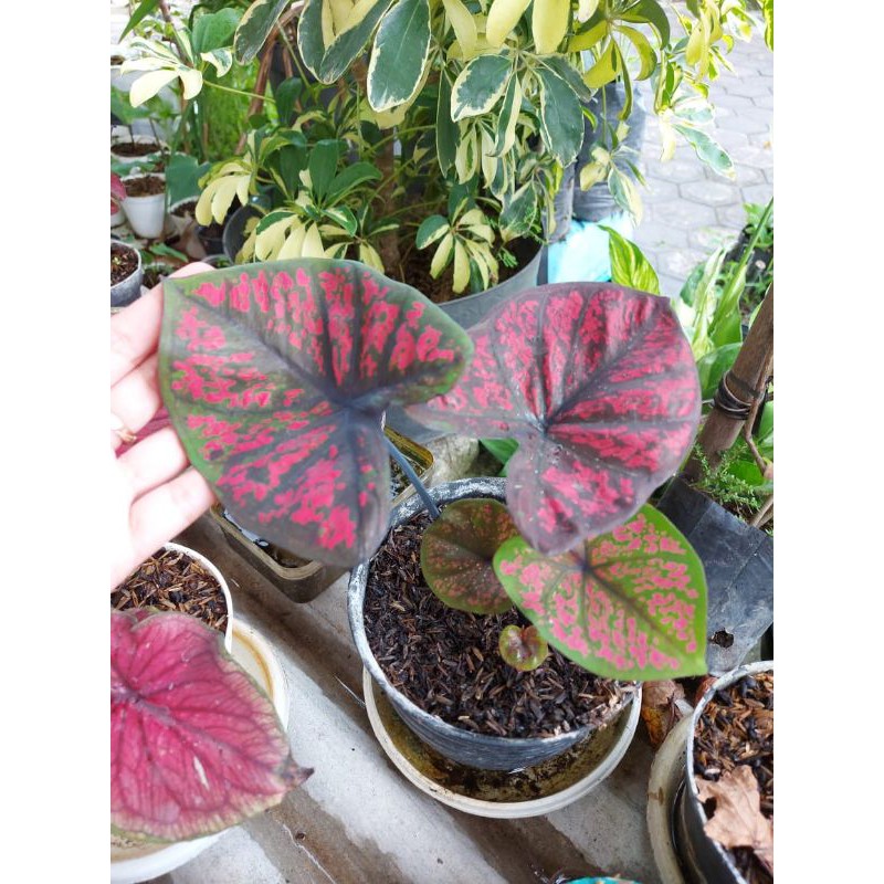 Bibit Caladium Green Seven Luck
