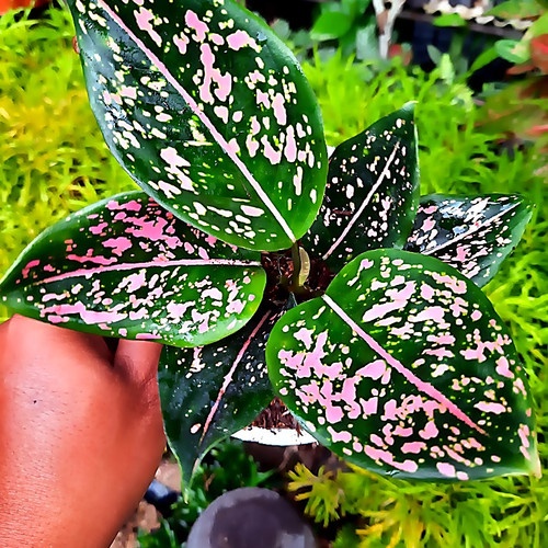 Pink Dalmation Aglaonema||Tanaman Hias Aglaonema || Aglaonema Murah
