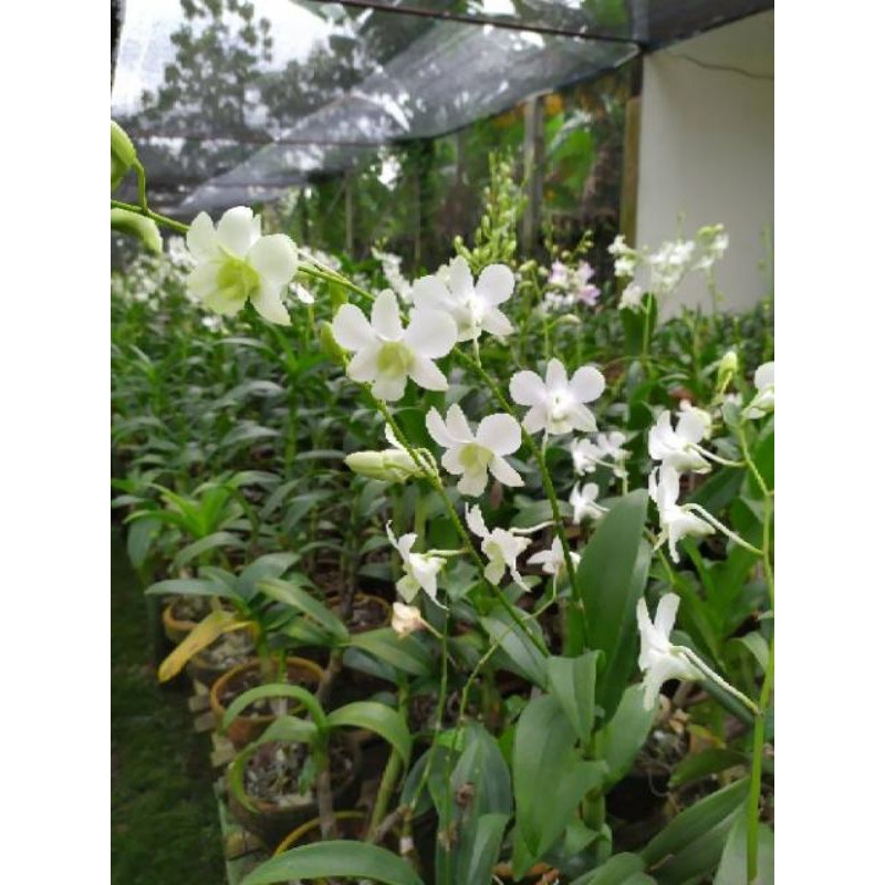 Pohon Bunga Anggrek Hidup - Pohon Anggrek Asli Dendrobium sudah berbunga