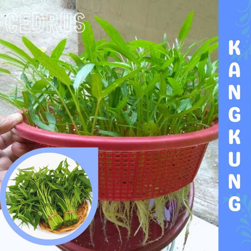 Benih KANGKUNG (isi-17) - Organik Bibit Biji Sayur