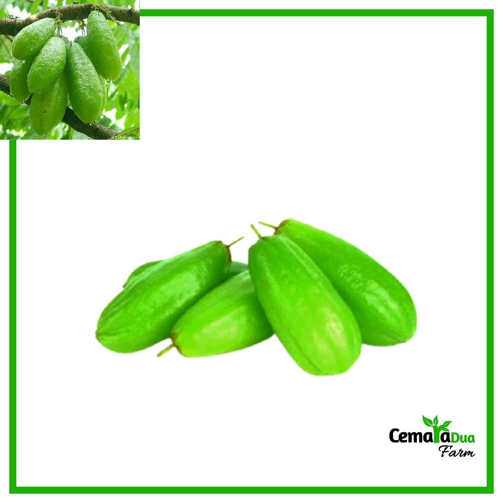 

Belimbing Wuluh Belimbing Sayur Segar