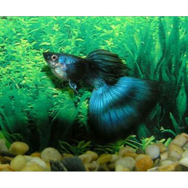 ikan guppy hias green moscow
