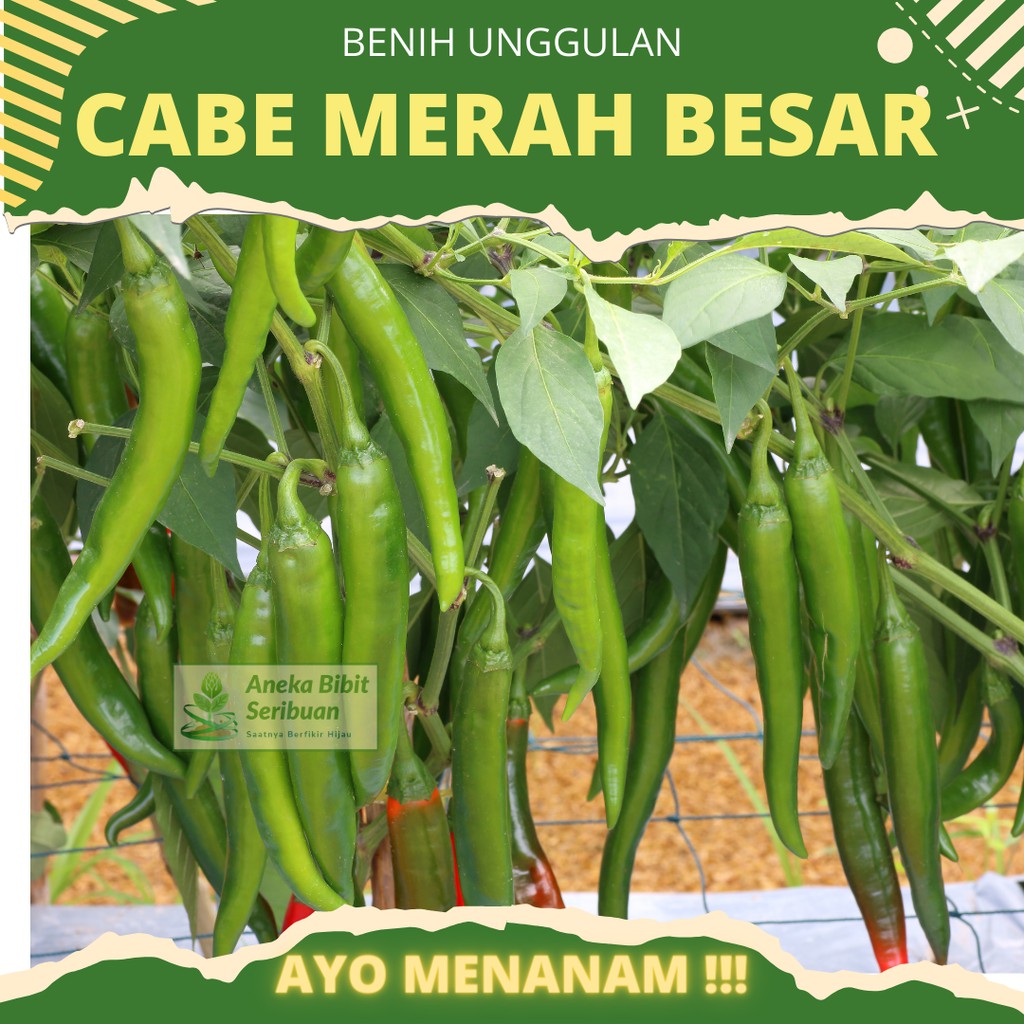 30 biji - Benih Cabe Merah Besar unggulan benih sayuran buah cabe