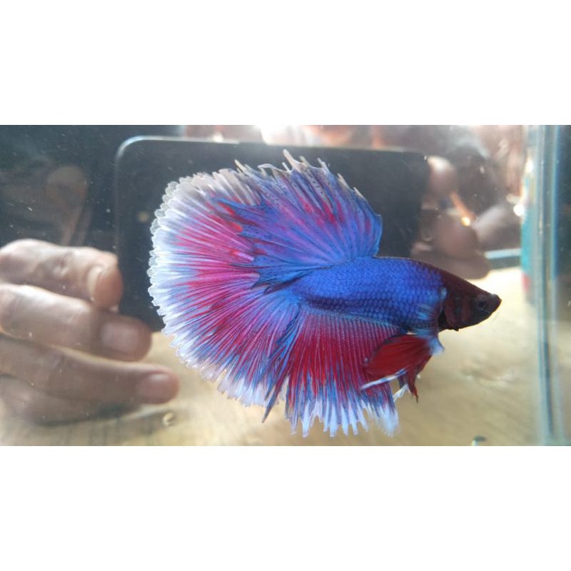 ikan cupang halfmoon (sepasang)